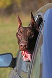 Dog sticking his head out of a car window