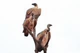 African Vultures Kruger Park