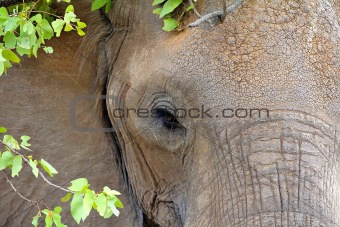 African Elephant in Kruger Park