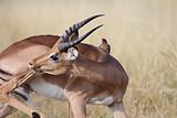 African Antelope Kruger Park