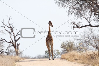 Giraffe in Kruger Park