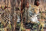 African cats Kruger Park