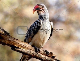 African birds Kruger Park