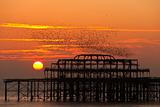 Flock of starlings over the West Pier in Brighton at sunset
