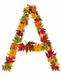 The letter A made from autumn maple tree leaves