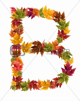 The letter B made from autumn maple tree leaves