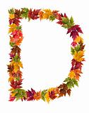 The letter D made from autumn maple tree leaves