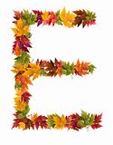 The letter E made from autumn maple tree leaves