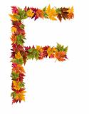 The letter F made from autumn maple tree leaves