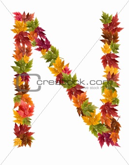 The letter N made from autumn maple tree leaves