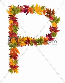 The letter P made from autumn maple tree leaves
