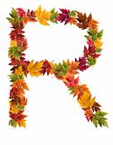 The letter R made from autumn maple tree leaves