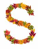 The letter S made from autumn maple tree leaves