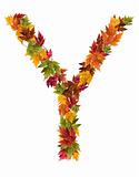 The letter Y made from autumn maple tree leaves