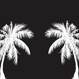 Two white palm trees.Vector illustration
