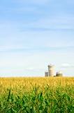 Corn field with silos