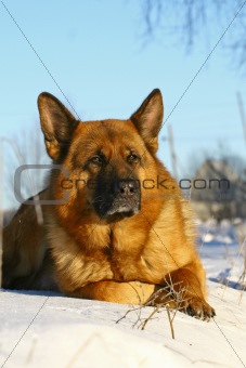 Bright dog lying on a snow