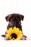 Puppy with sunflower