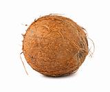 Brown hairy coconut