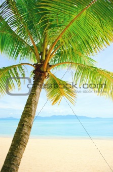 Beautiful beach with palm tree over the sand