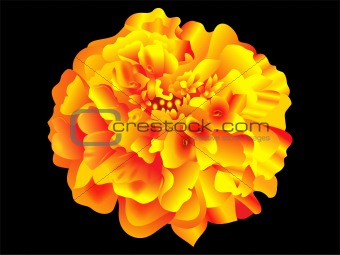 detailed Marigold flower