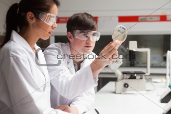 Serious students in science looking at a Petri dish