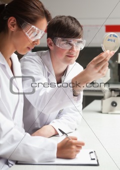 Portrait of serious students in science looking at a Petri dish