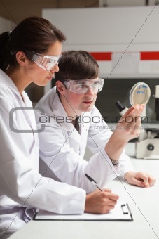 Portrait of focused students in science looking at a Petri dish