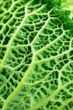 Closeup of green cabbage leaves