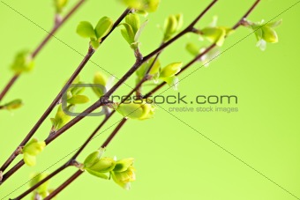 Branches with green spring leaves