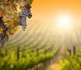 Beautiful Lush Grape Vine In The Morning Mist and Sun with Room for Your Own Text on Blurry Vineyard Background.