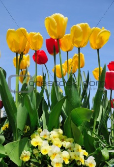 tulips and assorted flowers