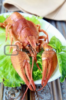 Whole cooked lobster with salad garnish on a plate
