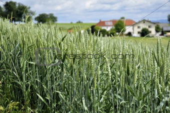 Wheat land