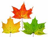 Beautiful fall leafs isolated over white background