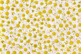 Group of Chamomile flower heads - background