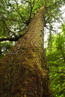 Tall hemlock tree trunk in temperate rainforest