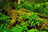 Lush temperate rainforest