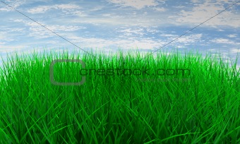 Green color grass