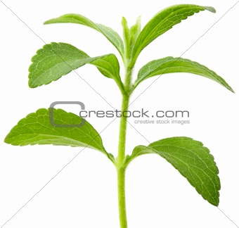 Stevia plant cutout