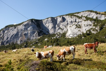 cows at rofan in the austrian alps