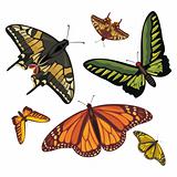 different realistic butterflies