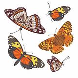 different realistic butterflies