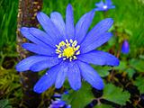 Blue spring flower Anemona