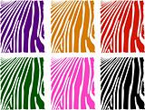 vector color zebra skin set
