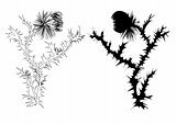 drawing thistle black and white and silhouette