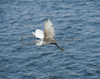 Little egret in flight