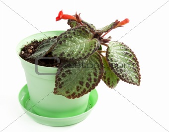 Room flower in green pot
