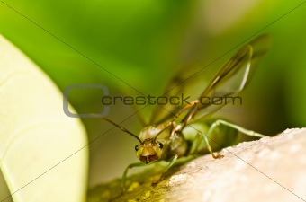 queen ant in green nature