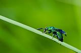 green wasp in green nature or in garden